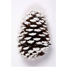 SLASH PINE CONE 4"-6"  (PICKED) Natural/White Tip-OUT OF STOCK
